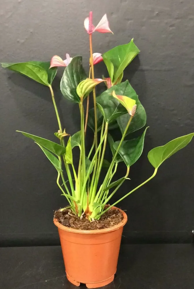Anthurium Alexia Glorious