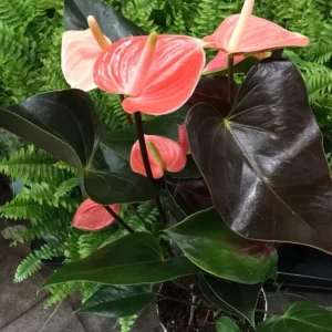 Anthurium Andreanum portocaliu