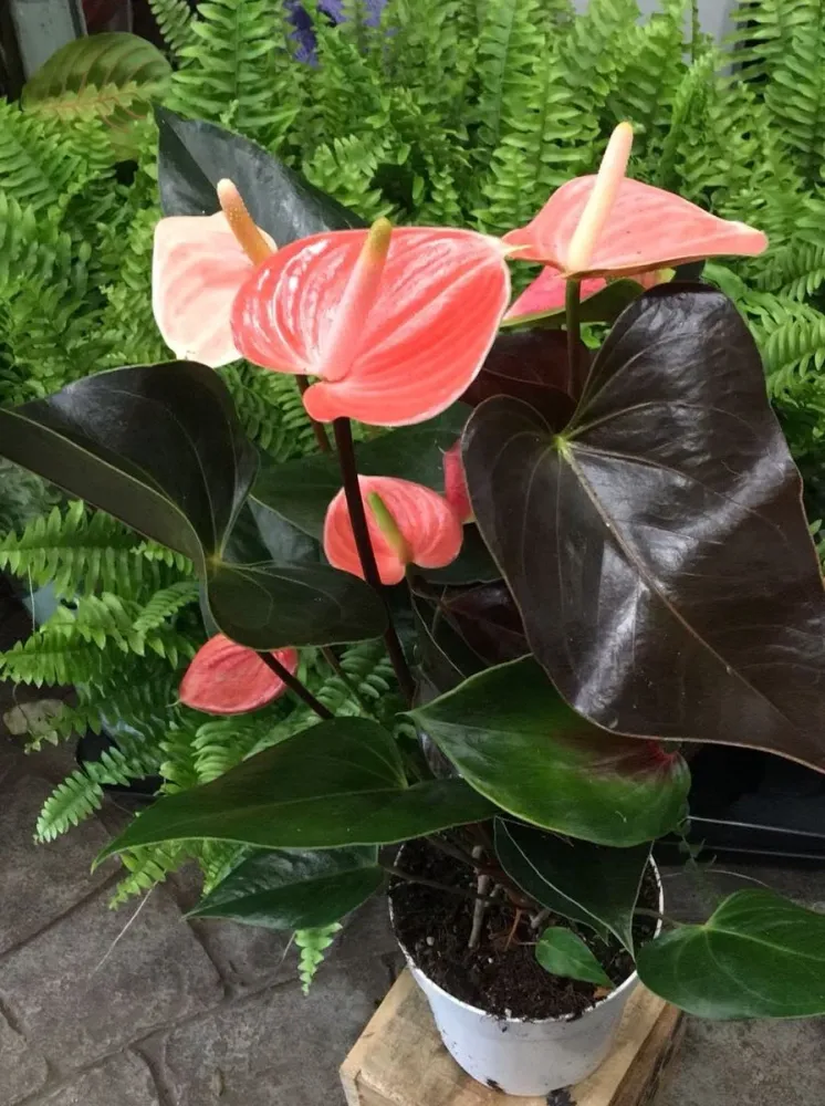 Anthurium Andreanum portocaliu