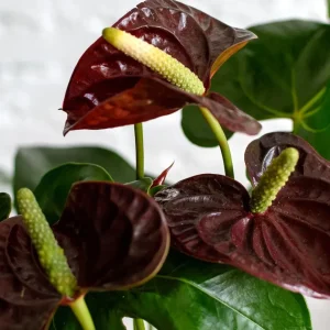 Anthurium Aramon - Floarea Flamingo
