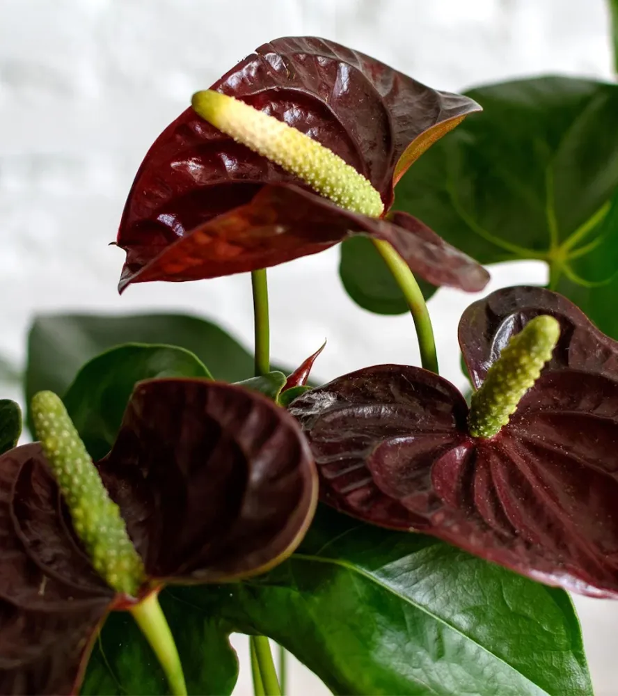 Anthurium Aramon - Floarea Flamingo