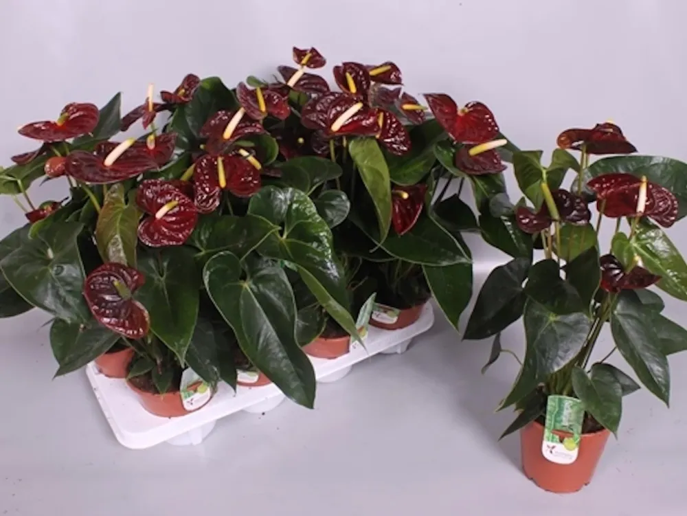 Anthurium Aramon - Floarea Flamingo