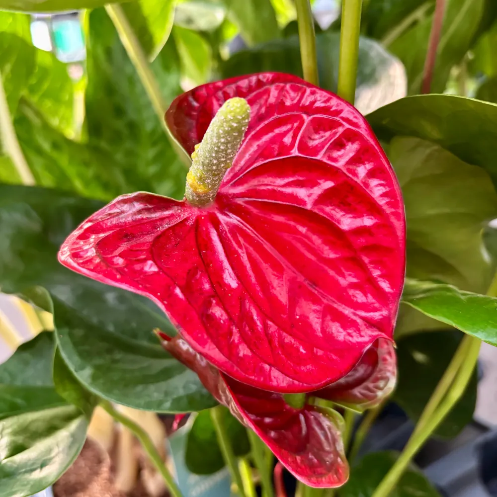 Anthurium Arebo (flori XL)