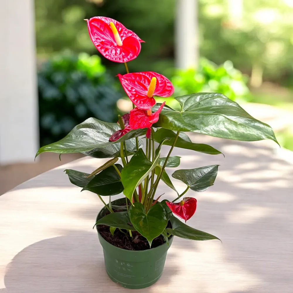 Anthurium Arebo (flori XL)