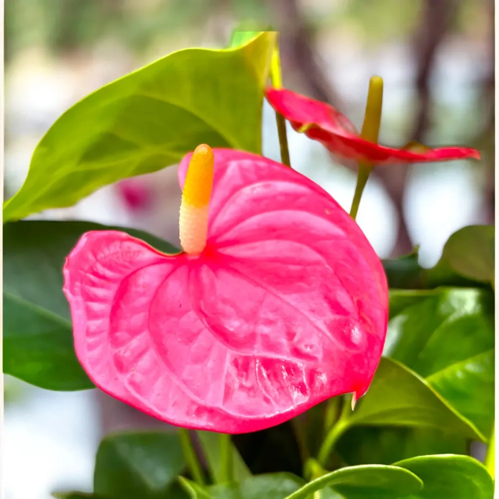 Anthurium ‘Arisa Pink’ – rafinament tropical tonuri de roz elegant