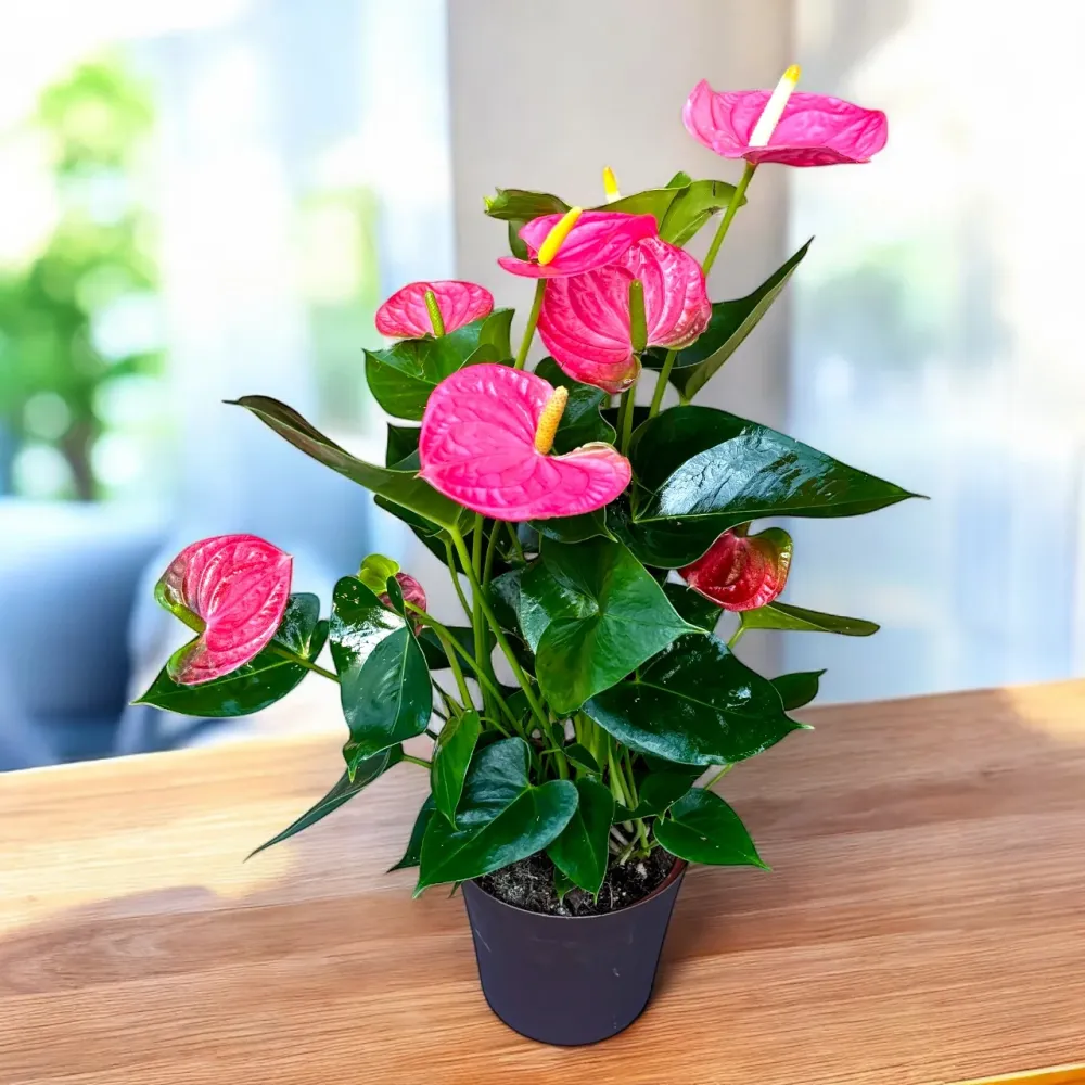 Anthurium ‘Arisa Pink’ – rafinament tropical tonuri de roz elegant