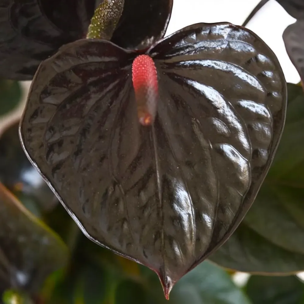 Anthurium Black Love