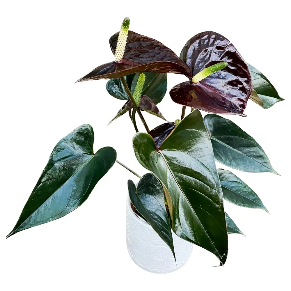 Anthurium Black Love