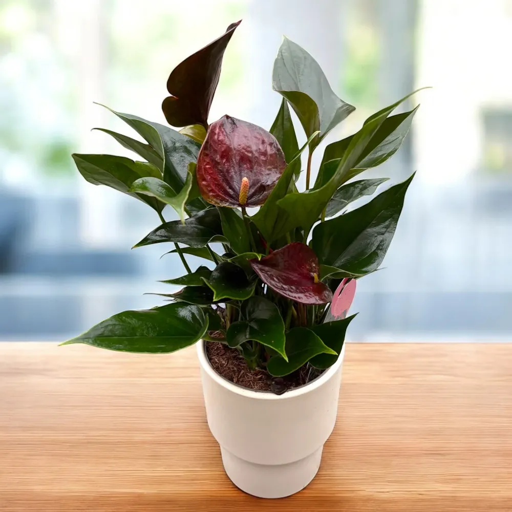 Anthurium Black Paris - flori spectaculoase