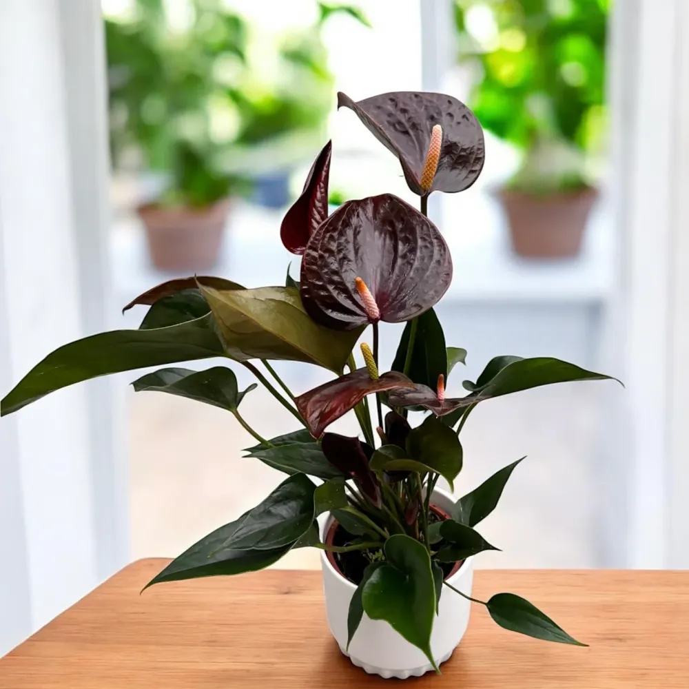 Anthurium Black Paris - flori spectaculoase