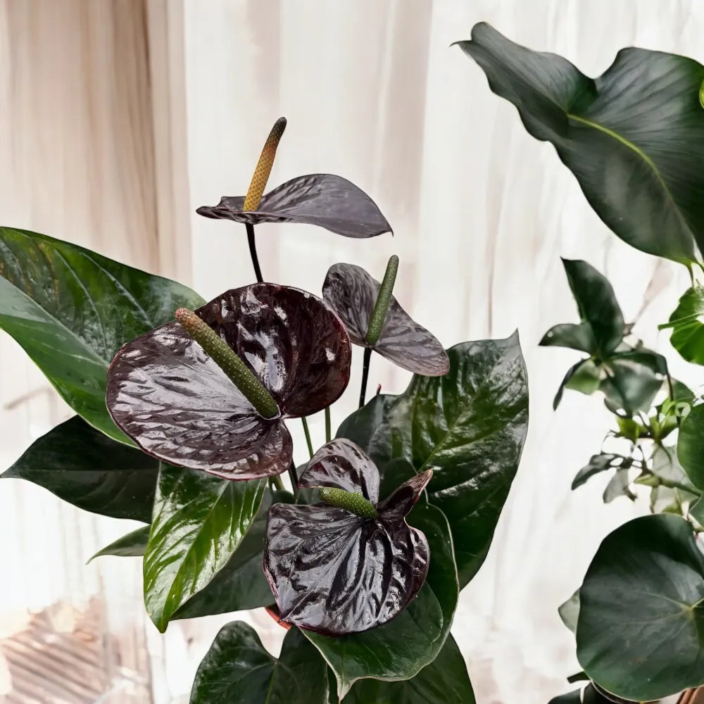 Anthurium Black Paris - flori spectaculoase