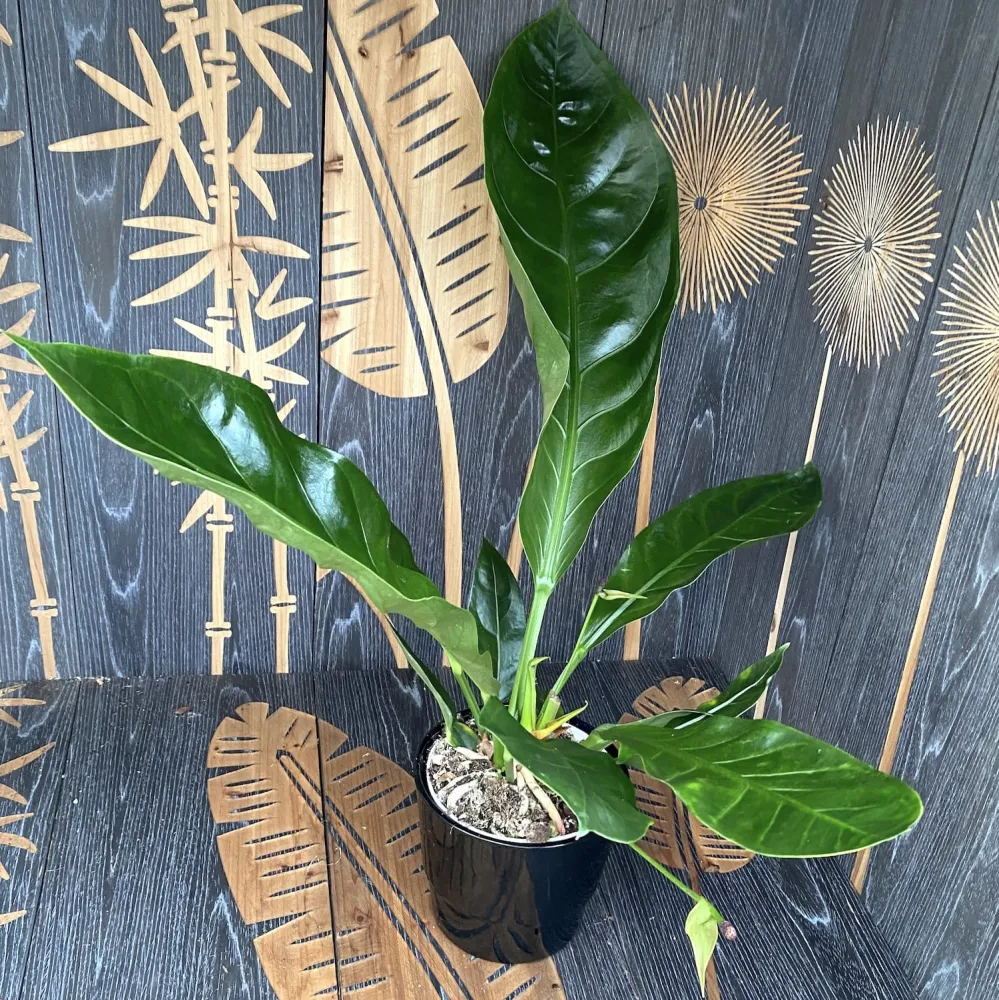 Anthurium crassinervium var. crassinervium (Jungle Bush)