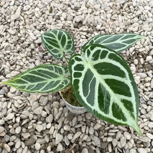 Anthurium crystallinum 'Crystal Hope'