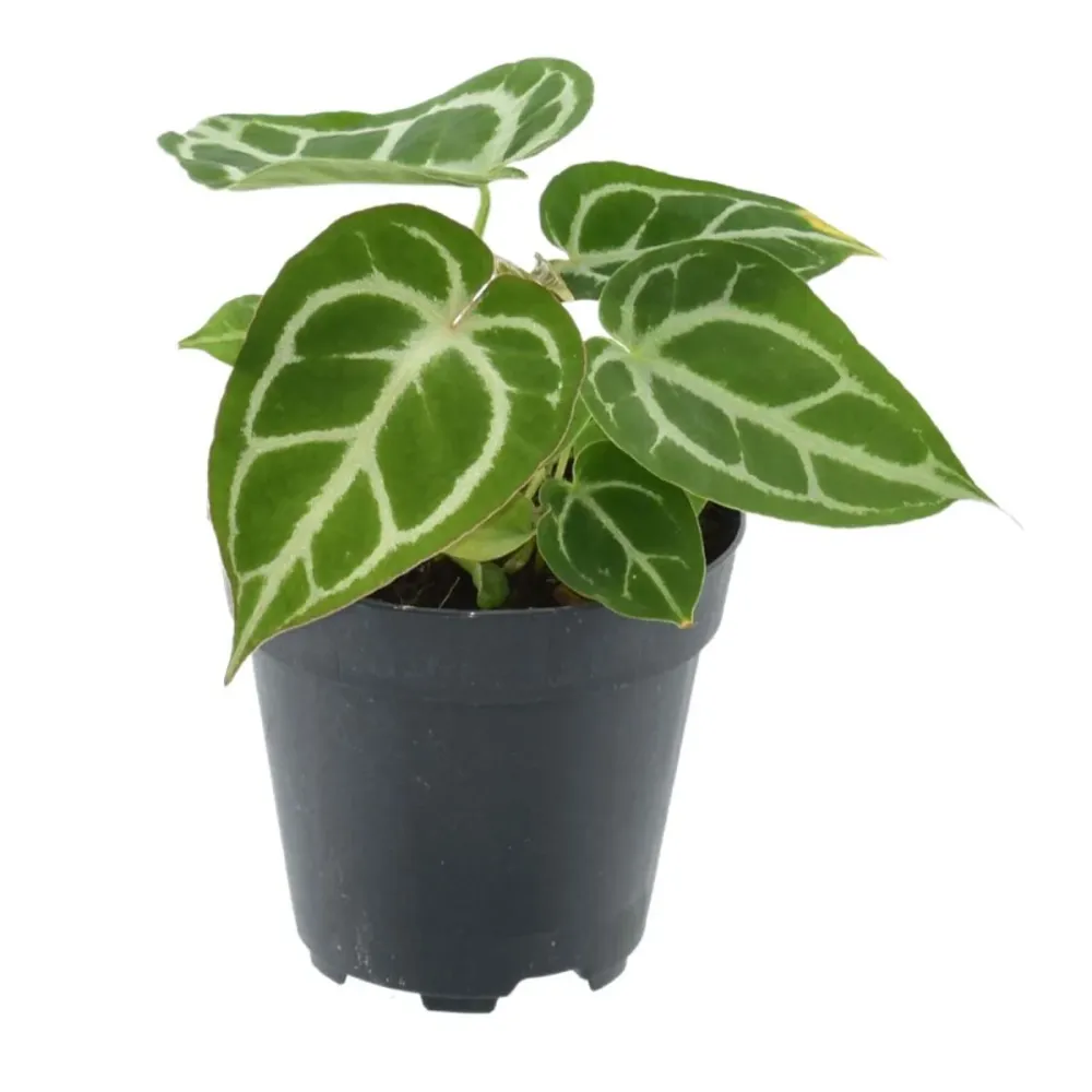 Anthurium crystallinum D12