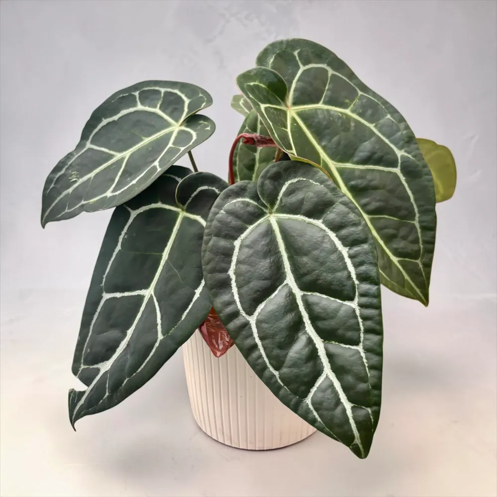 Anthurium crystallinum - 2 plante/ghiveci