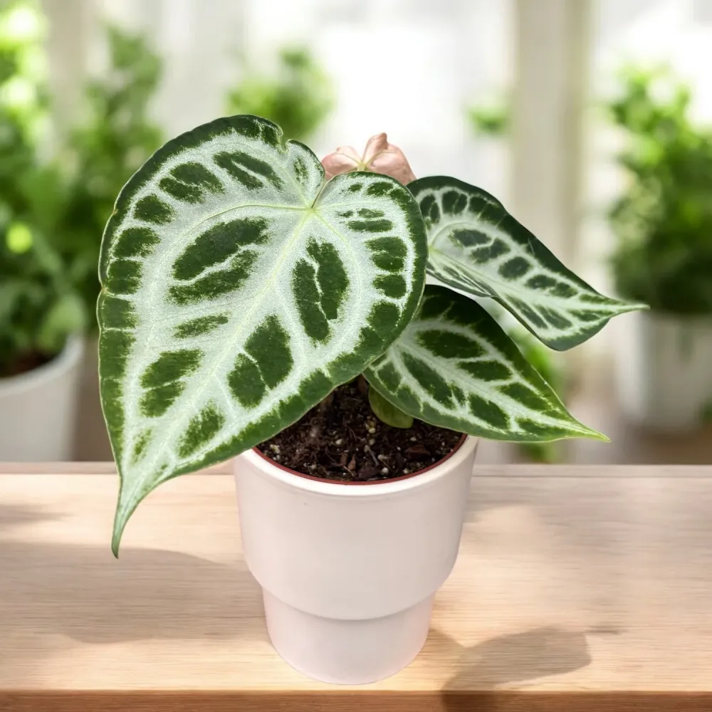 Anthurium crystallinum 'Silver Blush'
