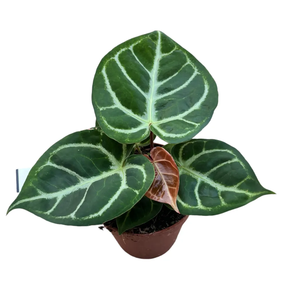 Anthurium crystallinum 'Silver Blush'