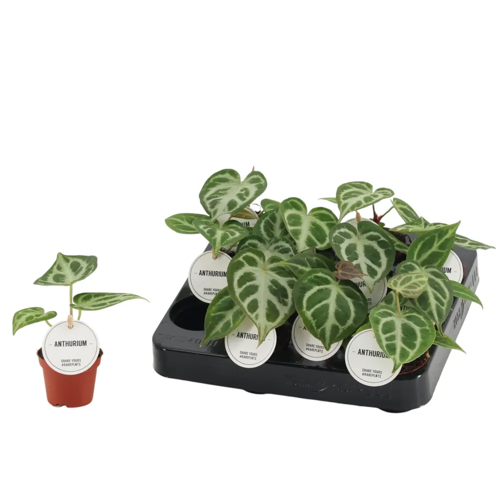 Anthurium crystallinum 'Silver Blush' - babyplants