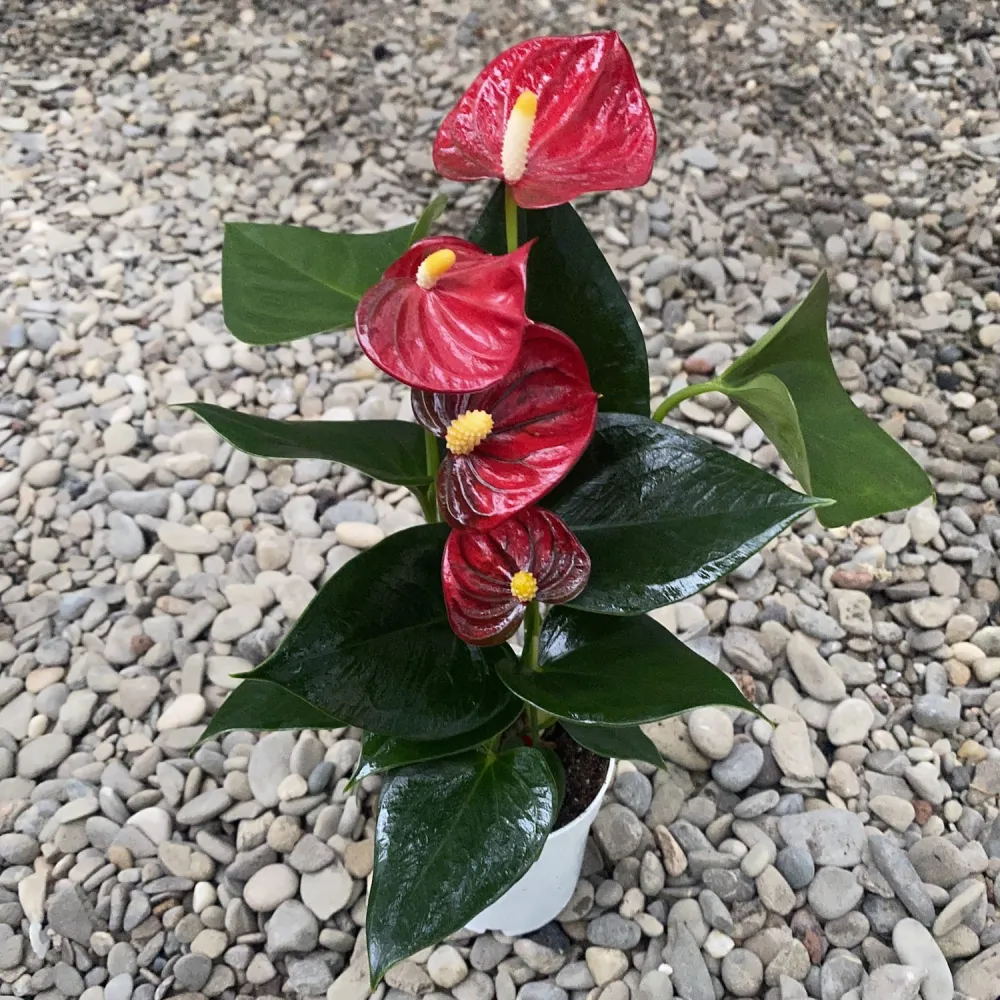 Anthurium Diamond Red