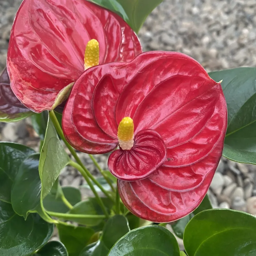 Anthurium Diamond Red