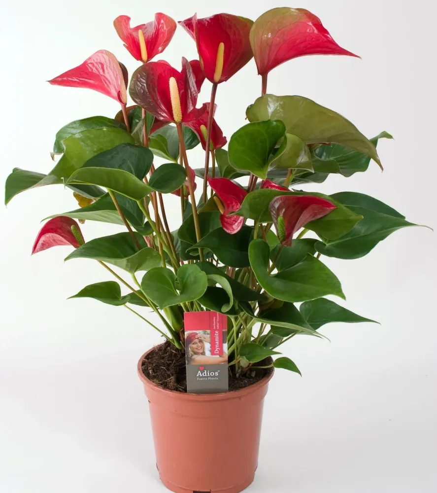 Anthurium Dynamite Red