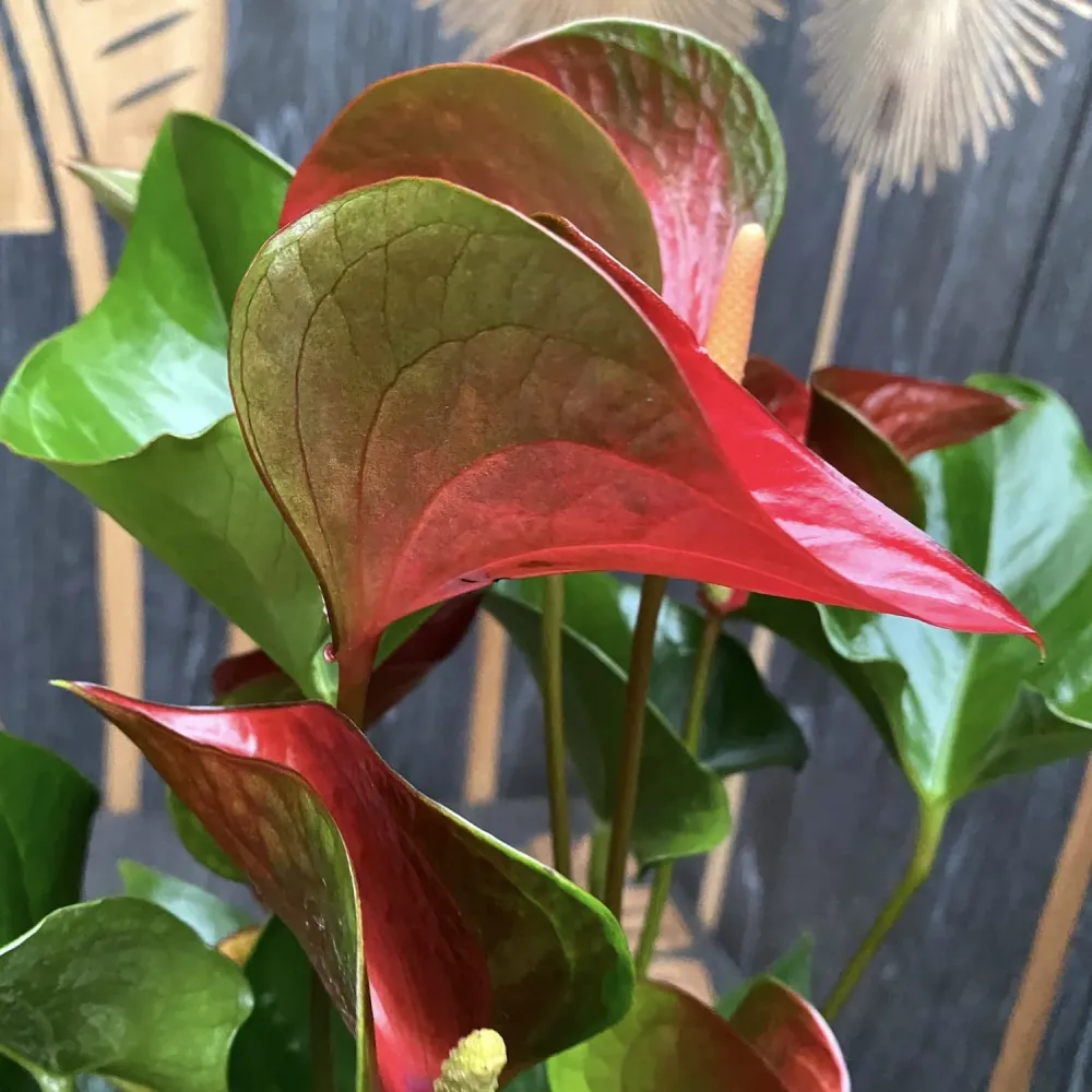 Anthurium Dynamite Red