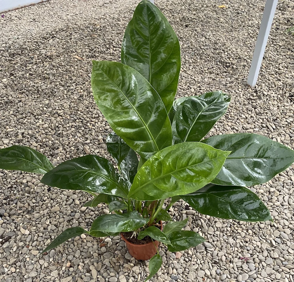 Anthurium ellipticum Jungle King