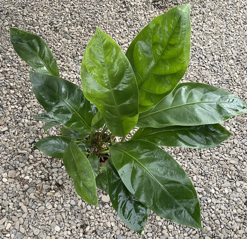 Anthurium ellipticum Jungle King