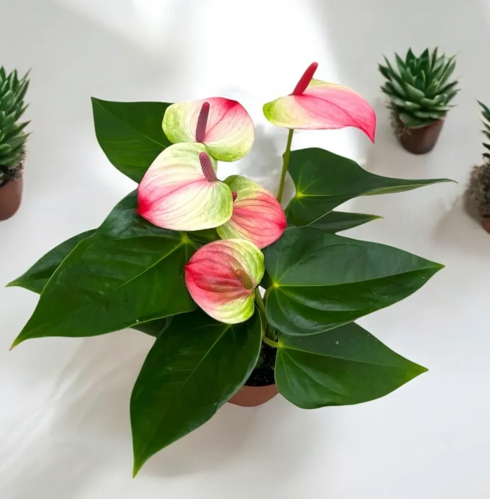Anthurium 'Exota' - Floarea Flamingo