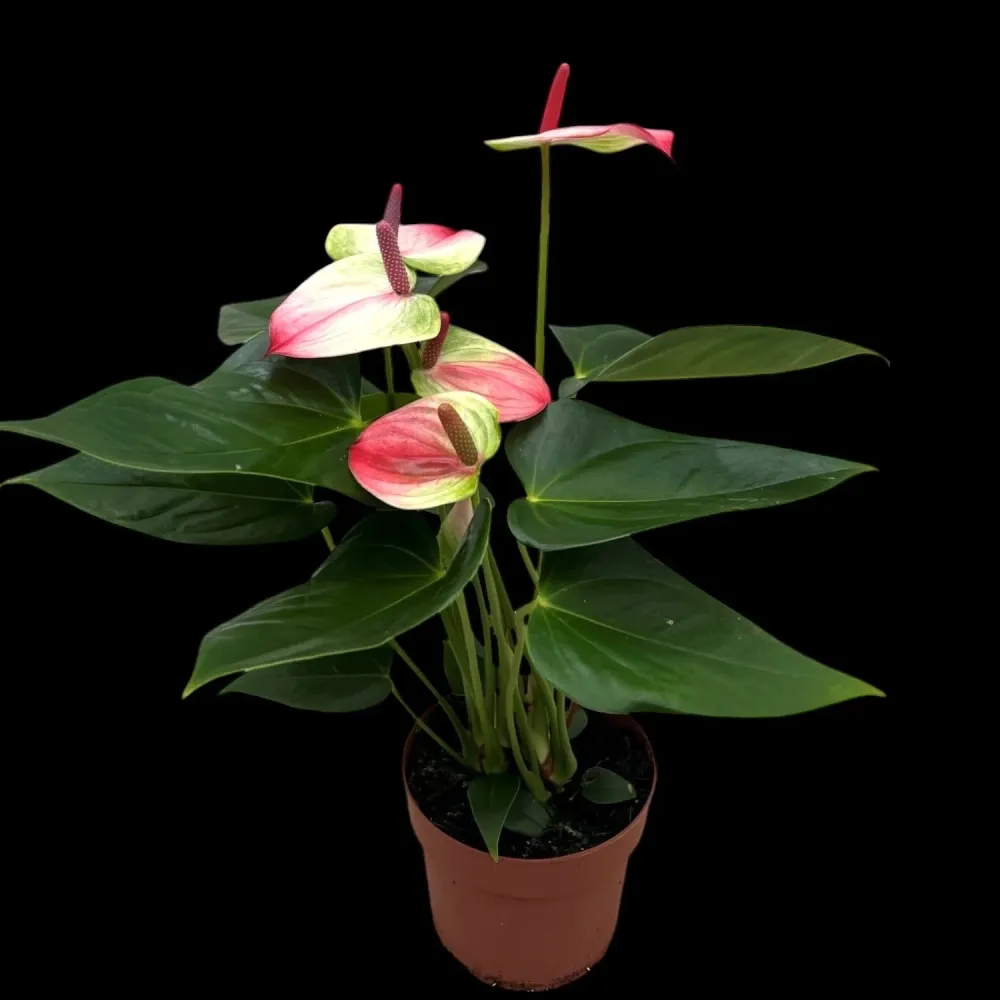 Anthurium 'Exota' - Floarea Flamingo