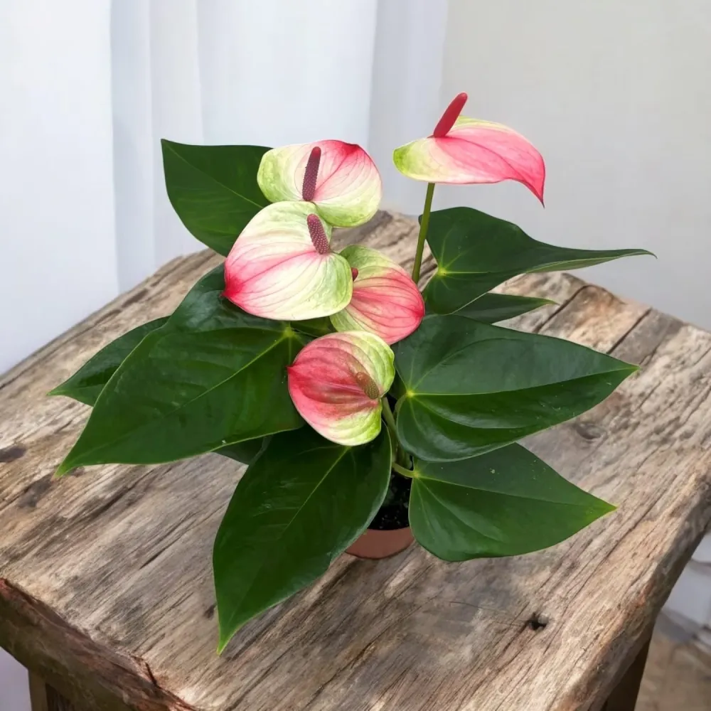 Anthurium 'Exota' - Floarea Flamingo