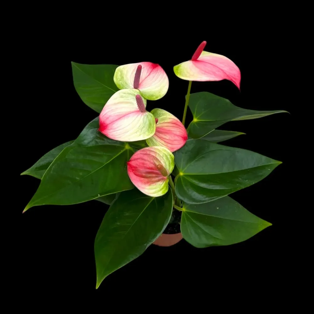 Anthurium 'Exota' - Floarea Flamingo