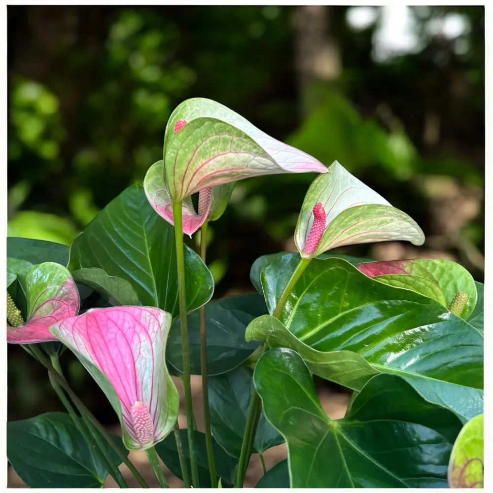 Anthurium ‘Fantasy Love’ - eleganta exotica nuante de roz pastel si verde vibrant
