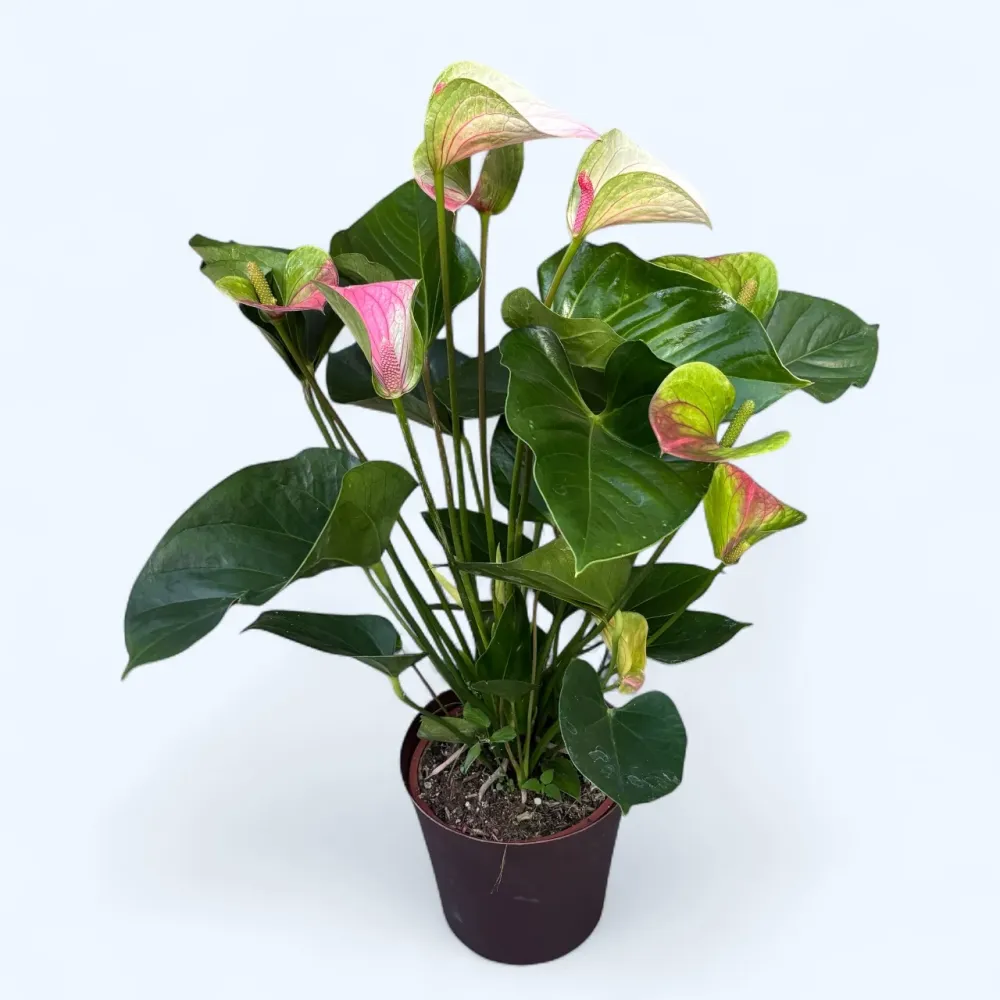 Anthurium ‘Fantasy Love’ - eleganta exotica nuante de roz pastel si verde vibrant