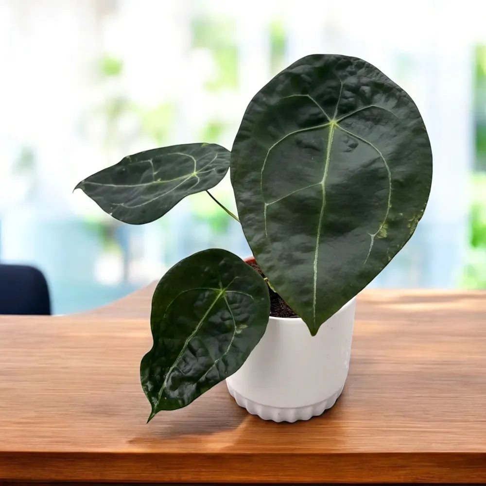 Anthurium forgetii x nigrolaminum