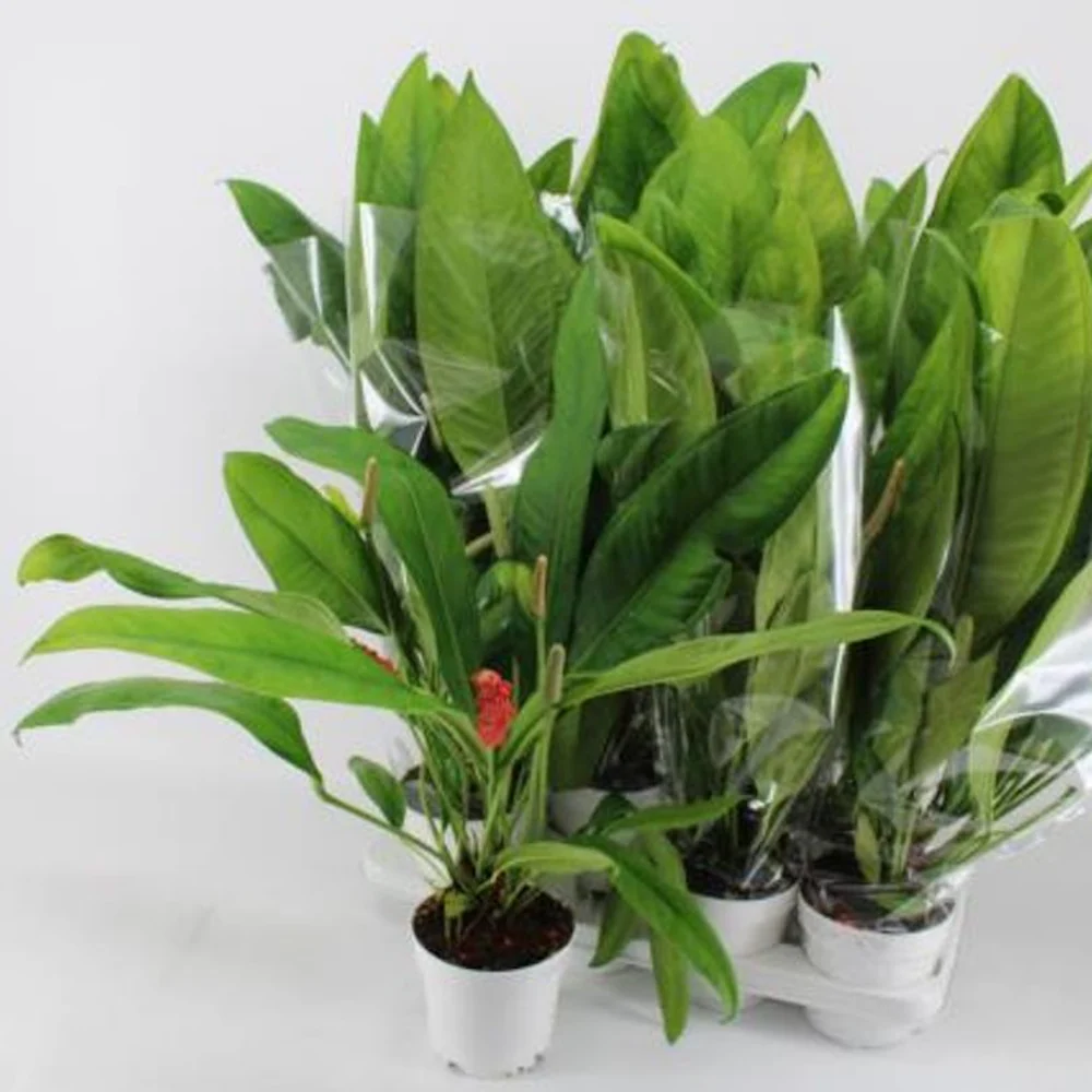 Anthurium gracile (Red Pearl Anthurium)