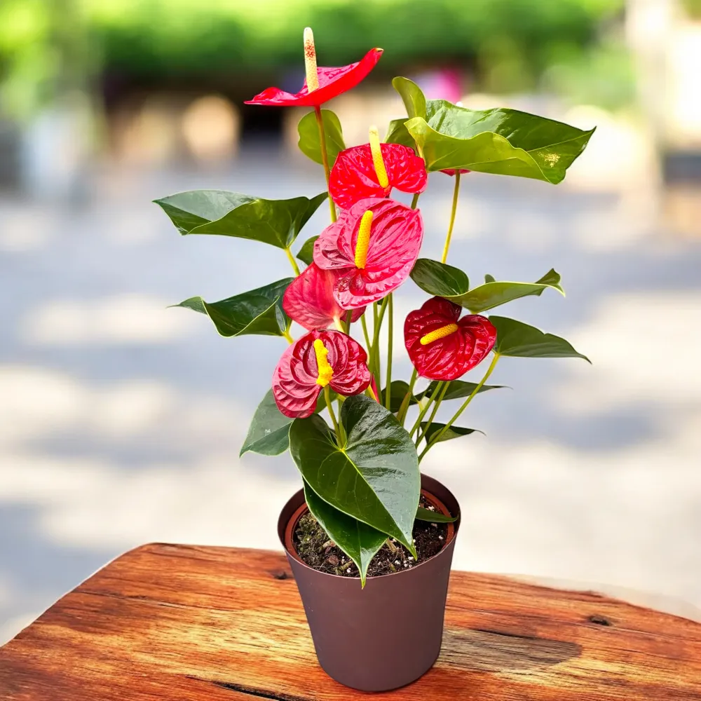 Anthurium Jumbo Red