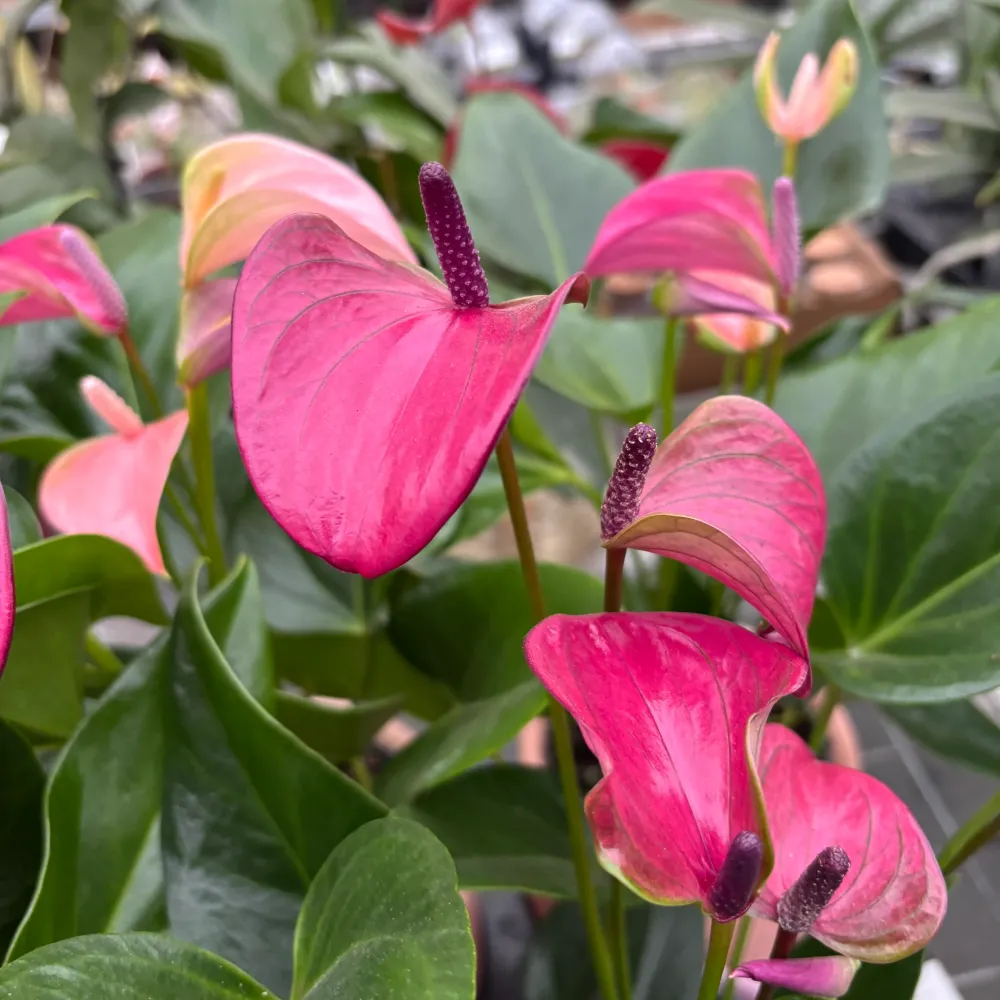Anthurium Karma Purple, cu masca deco si sistem autoirigare, ingrijire usoara