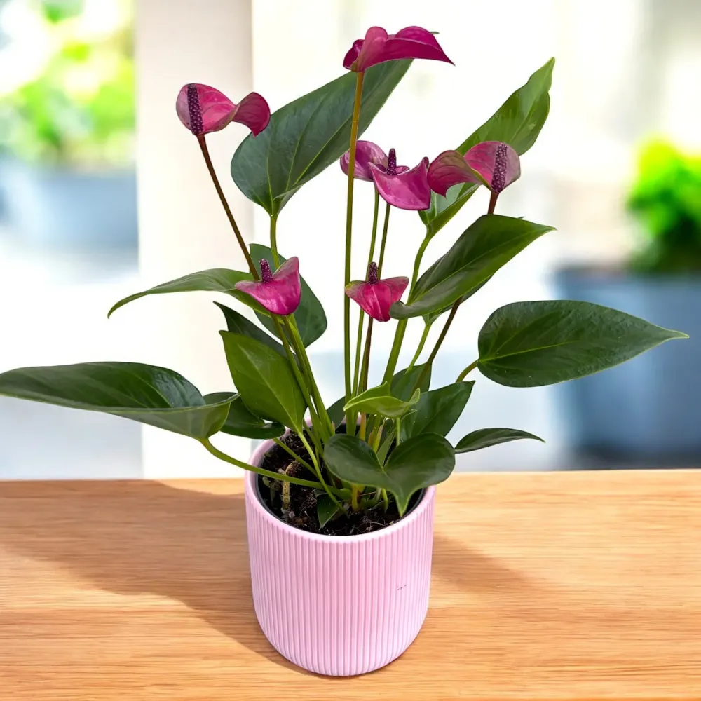 Anthurium Karma Purple, cu masca deco si sistem autoirigare, ingrijire usoara