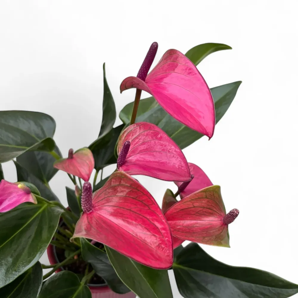 Anthurium Karma Purple, cu masca deco si sistem autoirigare, ingrijire usoara
