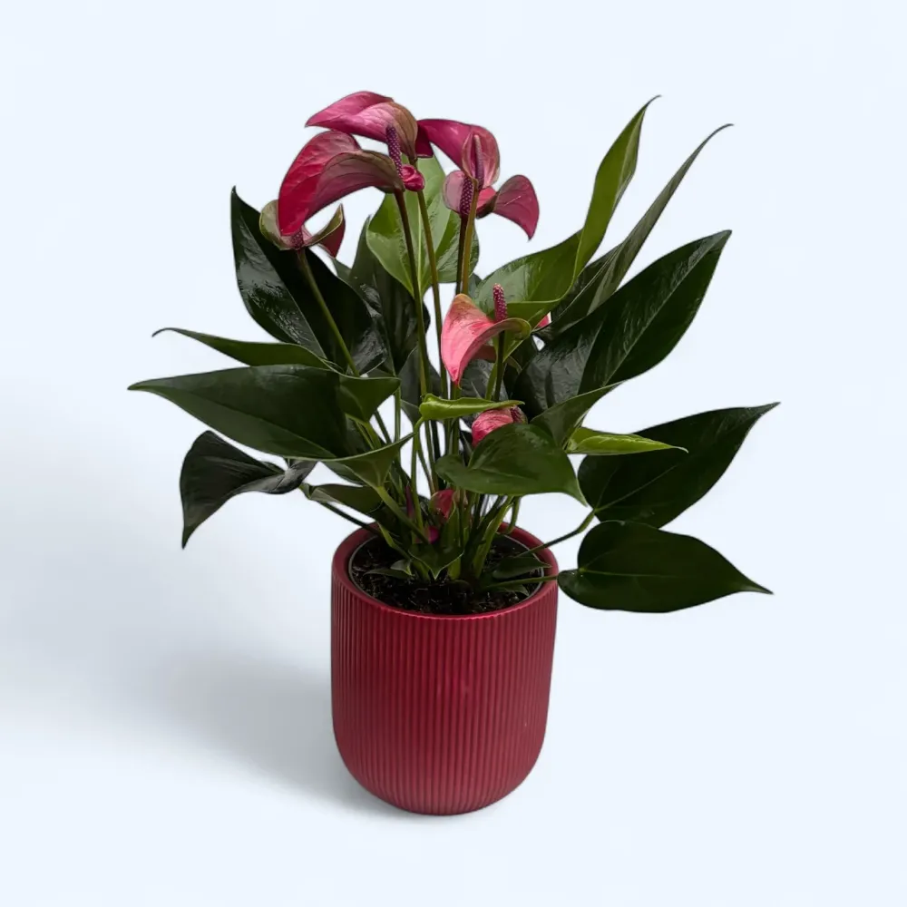 Anthurium Karma Purple, cu masca deco si sistem autoirigare, ingrijire usoara