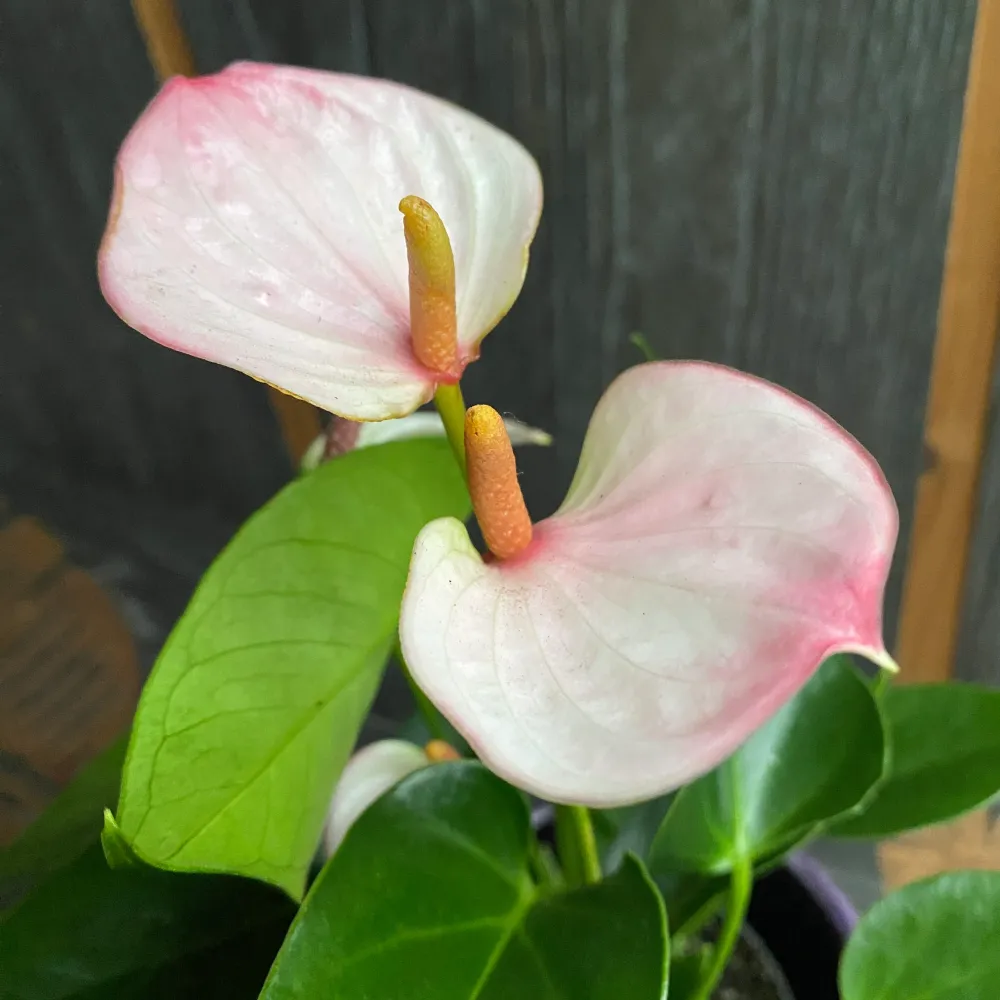 Anthurium 'Lipa Pink'