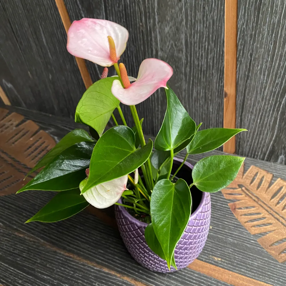 Anthurium 'Lipa Pink'
