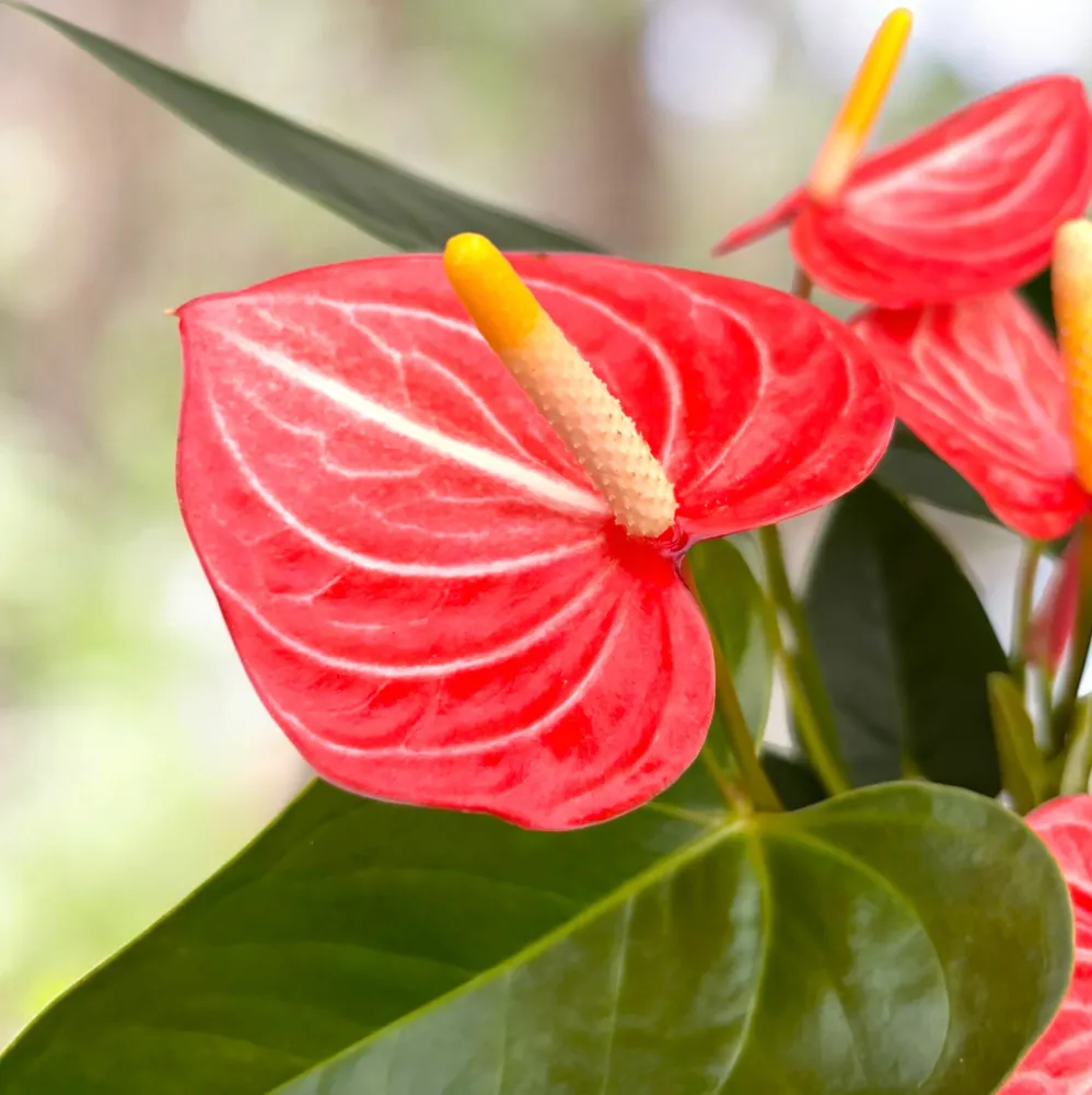 Anthurium Livium Orange – anthurium elegant cu flori portocalii intense si aspect modern