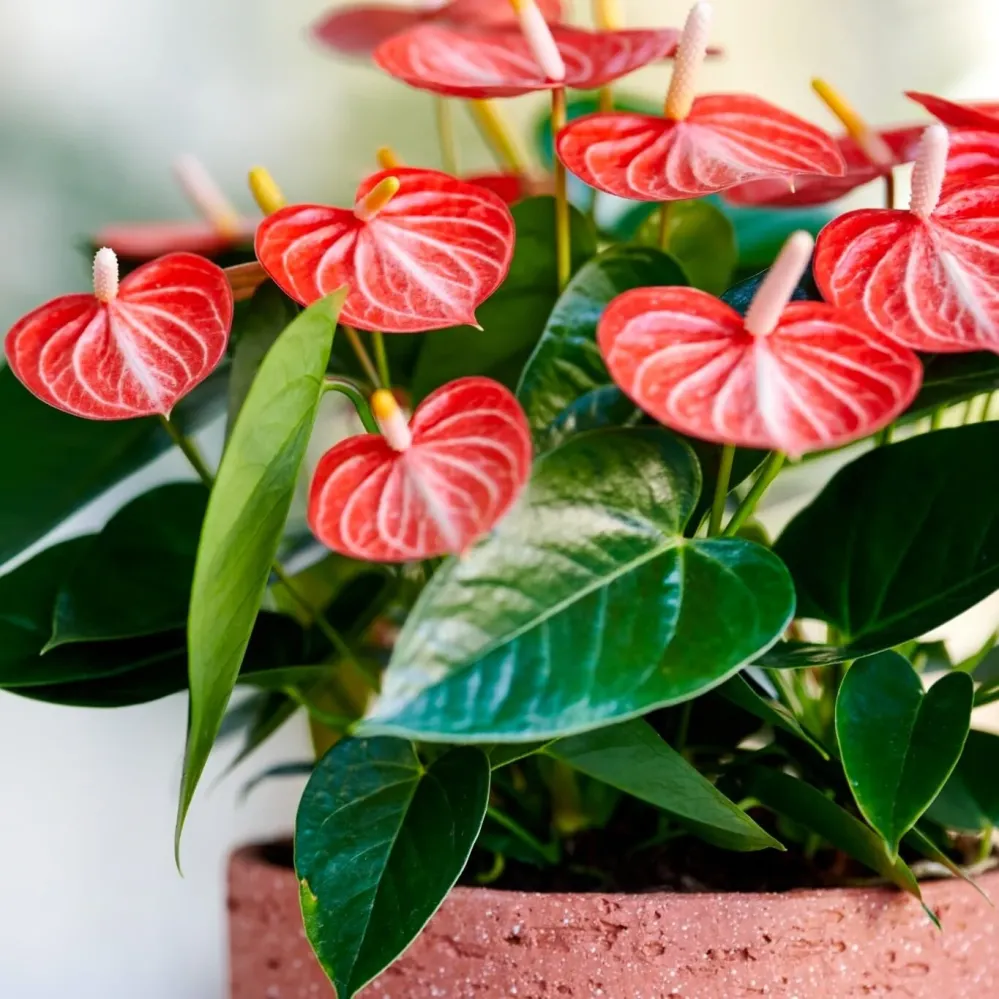 Anthurium Livium Orange – anthurium elegant cu flori portocalii intense si aspect modern