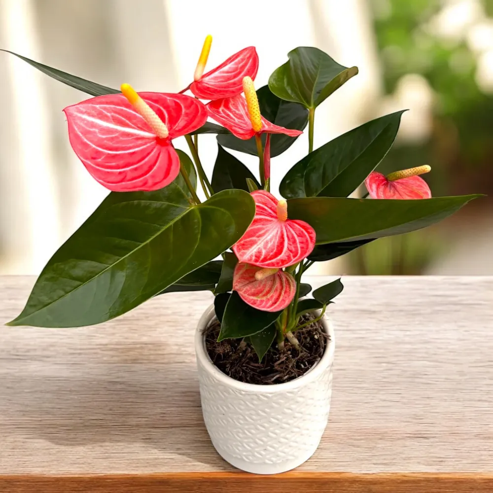 Anthurium Livium Orange – anthurium elegant cu flori portocalii intense si aspect modern