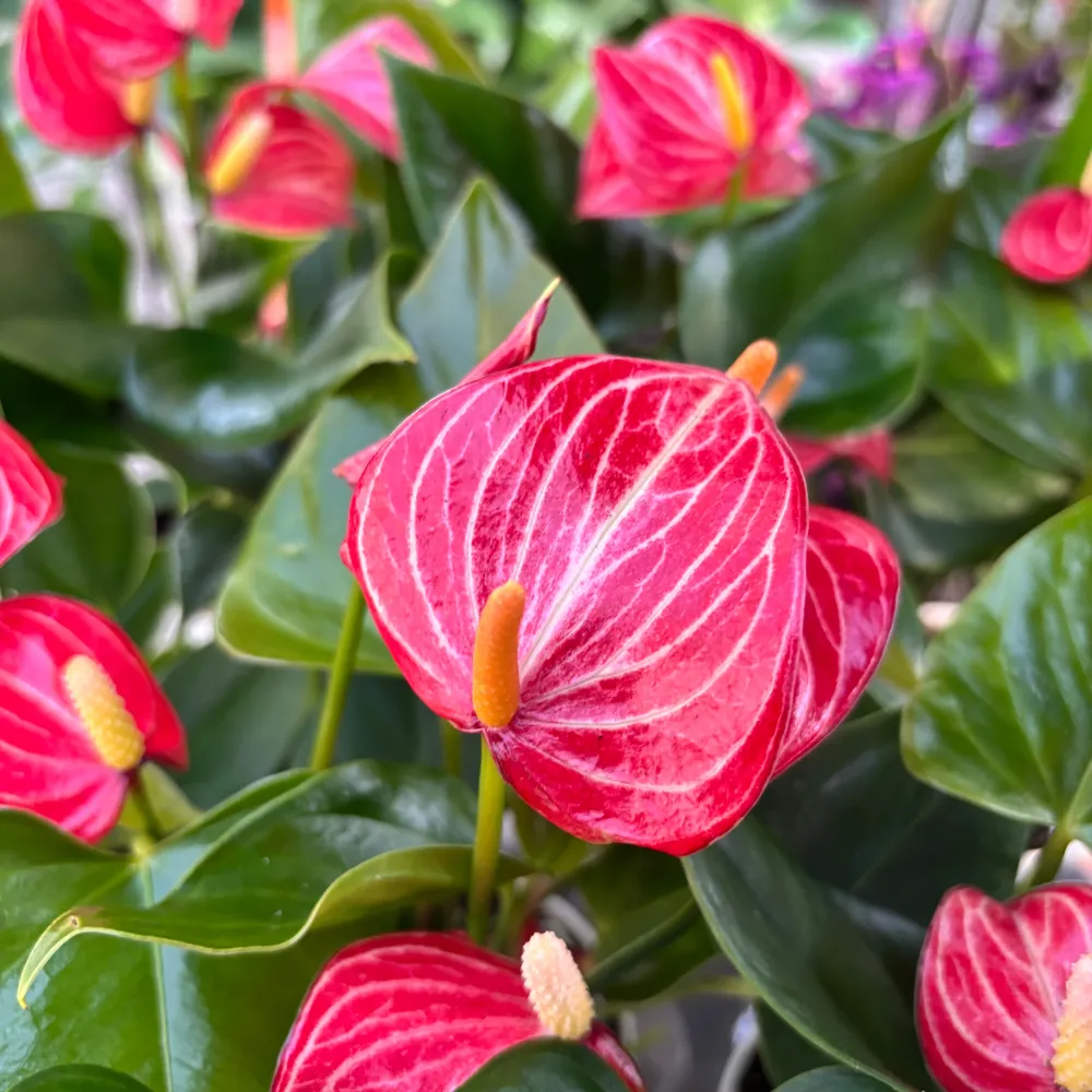 Anthurium ‘Livium Red’ – eleganta tropicala cu flori bicolore spectaculoase