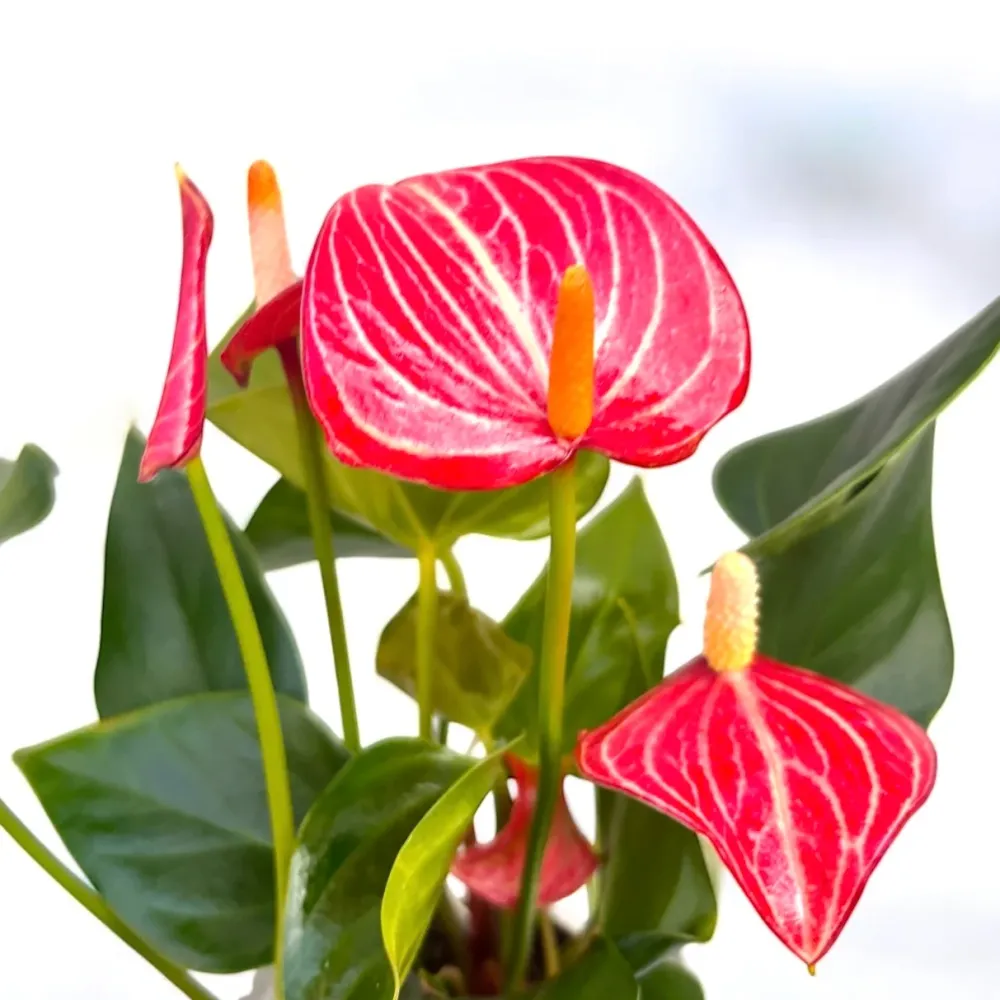 Anthurium ‘Livium Red’ – eleganta tropicala cu flori bicolore spectaculoase