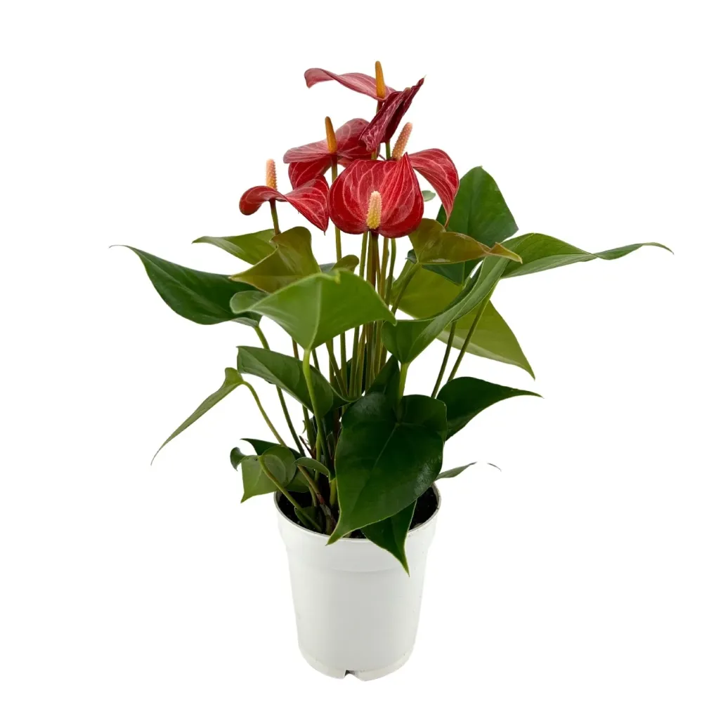 Anthurium ‘Livium Red’ – eleganta tropicala cu flori bicolore spectaculoase