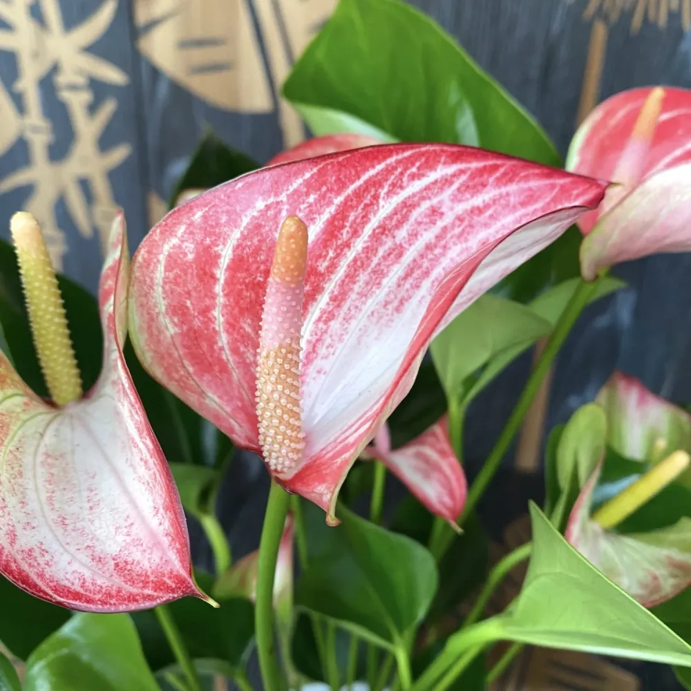 Anthurium Livium - varietate spectaculoasa